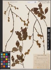 Foto von Salix aurita L.